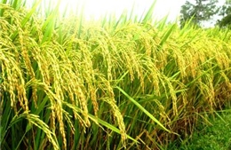 Nghiên cứu chính sách hỗ trợ nông dân sản xuất lúa lai F1